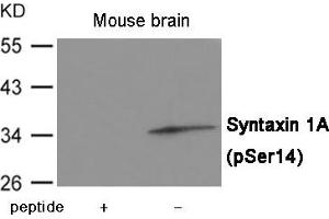 Western blot analysis of extracts from Mouse brain tissue using Syntaxin 1A (Phospho-Ser14) Antibody. (STX1A antibody  (pSer14))