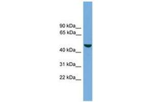 Image no. 1 for anti-Zinc Finger, Matrin-Type 1 (ZMAT1) (AA 179-228) antibody (ABIN6744893)