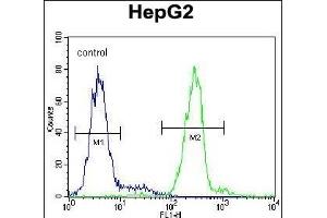 VDAC1 Antibody (N-term) (ABIN390563 and ABIN2840893) flow cytometric analysis of HepG2 cells (right histogram) compared to a negative control cell (left histogram). (VDAC1 antibody  (N-Term))