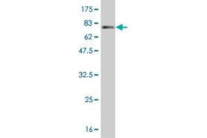 Western Blot detection against Immunogen (85. (IFNA2 antibody  (AA 24-188))