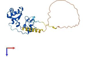 AlphaFold protein structure predicition of Mouse Recombinant Snrnp35 Protein, UniprotID Q9D384 (SNRNP35 Protein (AA 1-244) (His tag))