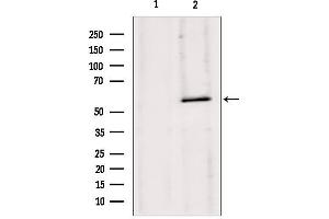Western blot analysis of extracts from 293, using HMGCS1 antibody. (HMGCS1 antibody  (Internal Region))