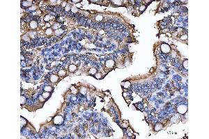 IHC analysis of CD13/Anpep using anti-CD13/Anpep antibody (ABIN7602222). (CD13 antibody  (AA 642-965))