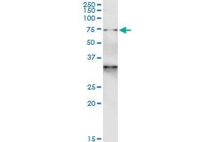 Immunoprecipitation of GTPBP1 transfected lysate using anti-GTPBP1 monoclonal antibody and Protein A Magnetic Bead , and immunoblotted with GTPBP1 monoclonal antibody. (GTPBP1 antibody  (AA 1-76))