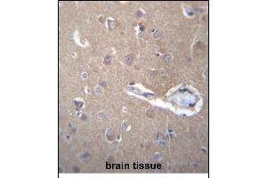 SEC62 Antibody (N-term) (ABIN656777 and ABIN2845996) immunohistochemistry analysis in formalin fixed and paraffin embedded human brain tissue followed by peroxidase conjugation of the secondary antibody and DAB staining.