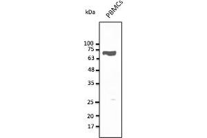 CD5 抗体  (AA 105-210)
