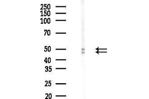 Western blot analysis of lysates from Mouse brain, using NeuN Antibody at 1/1000 dilution.