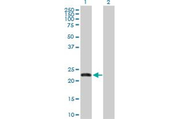 FBXO36 antibody  (AA 1-188)