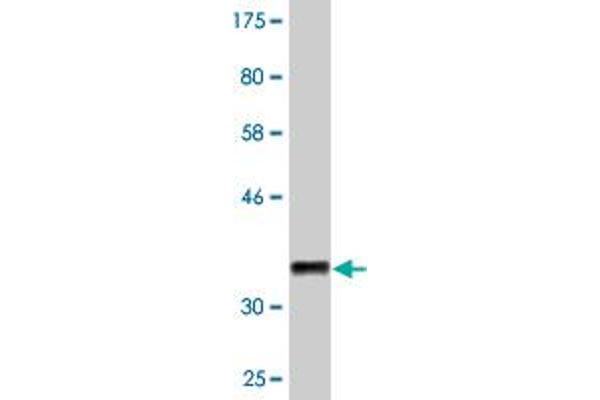 CELA1 antibody  (AA 159-257)