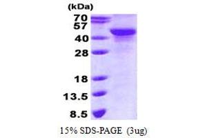 Image no. 1 for NDRG Family Member 2 (NDRG2) protein (His tag) (ABIN1098670)