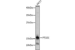 Western blot analysis of extracts of MCF7 cells, using PTGES antibody (ABIN7269573) at 1:1000 dilution. (Prostaglandin E Synthase antibody)
