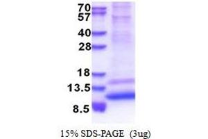 SDS-PAGE (SDS) image for G Protein gamma 4 (GNG4) (AA 1-72) protein (His tag) (ABIN5853493) (GNG4 Protein (AA 1-72) (His tag))