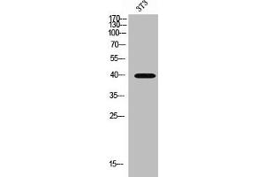 Western Blot analysis of 3T3 cells using MCT13 Polyclonal Antibody (SLC16A13 antibody  (C-Term))
