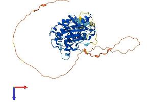 CDK8 Protein (AA 1-464) (His tag)