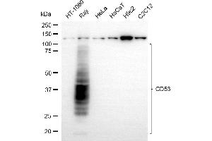 Western blotting analysis using CD53 antibody (ABIN7797976).