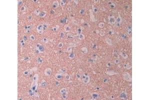 IHC-P analysis of brain tissue, with DAB staining. (CYP1A2 antibody  (AA 2-231))