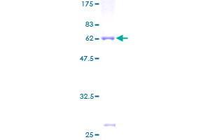 SDS-PAGE (SDS) image for Phosphatidylinositol Transfer Protein, Cytoplasmic 1 (PITPNC1) (AA 1-268) protein (GST tag) (ABIN1315171) (PITPNC1 Protein (AA 1-268) (GST tag))