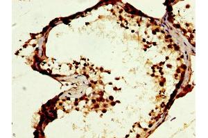 IHC image of ABIN7166489 diluted at 1:400 and staining in paraffin-embedded human testis tissue performed on a Leica BondTM system. (MOS antibody  (AA 234-330))