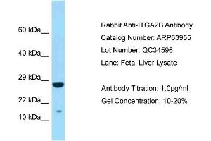 Western Blotting (WB) image for anti-Integrin Alpha2b (CD41) (N-Term) antibody (ABIN970974) (Integrin Alpha2b antibody  (N-Term))