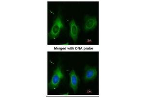 ICC/IF Image Immunofluorescence analysis of paraformaldehyde-fixed HeLa, using Periostin, antibody at 1:200 dilution. (Periostin antibody  (C-Term))