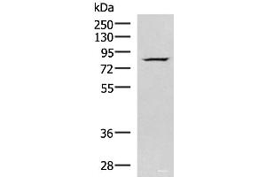 Western blot analysis of HepG2 cell lysate using NASP Polyclonal Antibody at dilution of 1:800 (NASP antibody)