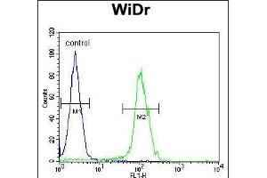 BEX1 Antibody (Center) (ABIN654656 and ABIN2844352) flow cytometric analysis of WiDr cells (right histogram) compared to a negative control cell (left histogram).