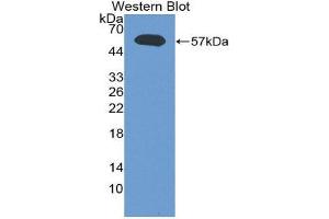 Western Blotting (WB) image for anti-Lymphotoxin-alpha (LTA) (AA 35-191) antibody (ABIN1860799) (LTA antibody  (AA 35-191))