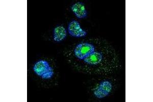 Confocal immunofluorescent analysis with HepG2 cells using SREBF2 / SREBP2  Antibody , followed by Alexa Fluor 488-conjugated goat anti-rabbit lgG (green). (SREBF2 antibody  (Middle Region))