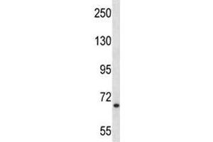 MYB antibody western blot analysis in NCI-H292 lysate. (MYB antibody  (AA 419-448))
