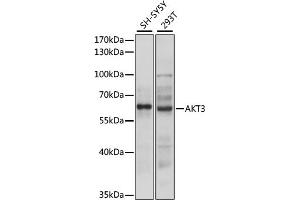 Western blot analysis of extracts of various cell lines, using  antibody (ABIN6131180, ABIN6136743, ABIN6136745 and ABIN6216715) at 1:3000 dilution. (AKT3 antibody  (AA 93-154))