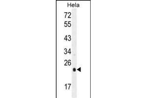 UQCRFS1 Antibody (C-term) (ABIN655606 and ABIN2845090) western blot analysis in Hela cell line lysates (35 μg/lane). (UQCRFS1 antibody  (C-Term))