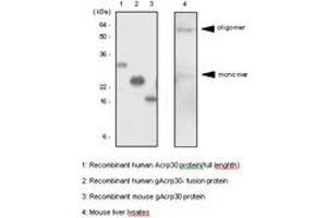 Image no. 1 for anti-Adiponectin (ADIPOQ) (AA 15-244) antibody (ABIN377187) (ADIPOQ antibody  (AA 15-244))