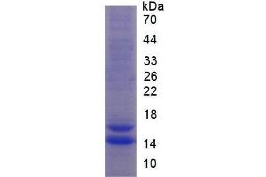 SDS-PAGE (SDS) image for FK506 Binding Protein 1A, 12kDa (FKBP1A) (AA 2-108) protein (His tag) (ABIN1079568) (FKBP1A Protein (AA 2-108) (His tag))