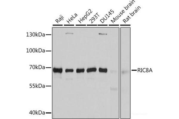 RIC8A antibody