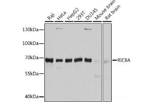 Western blot analysis of extracts of various cell lines using RIC8A Polyclonal Antibody at dilution of 1:3000.