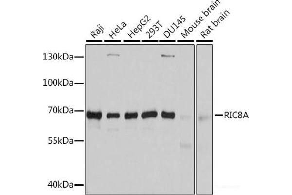 RIC8A 抗体