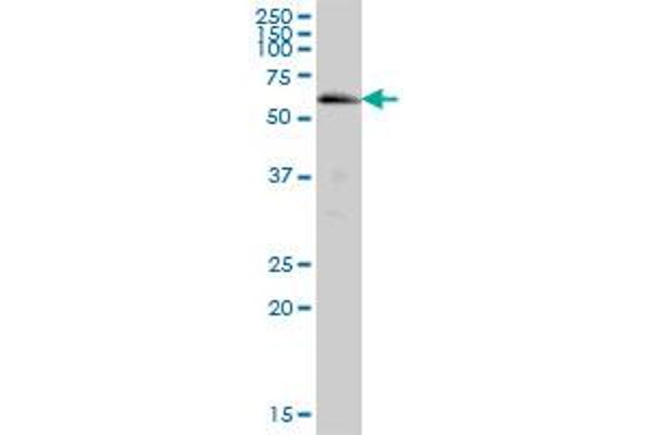 ACSM5 antibody  (AA 1-579)