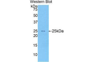 Western Blotting (WB) image for anti-Sialic Acid Binding Ig-Like Lectin 1, Sialoadhesin (SIGLEC1) (AA 34-240) antibody (ABIN1173999) (Sialoadhesin/CD169 antibody  (AA 34-240))