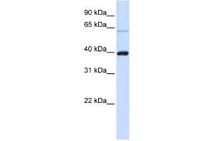 Western Blotting (WB) image for anti-PHD Finger Protein 6 (PHF6) antibody (ABIN2459474) (PHF6 antibody)