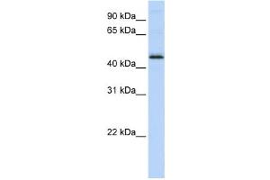 Western Blotting (WB) image for anti-DEK Oncogene (DEK) antibody (ABIN2460117) (DEK antibody)