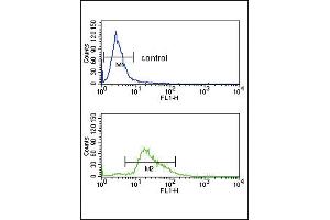 Flow cytometry analysis of K562 cells (bottom histogram) compared to a negative control cell (top histogram). (PLG antibody  (C-Term))