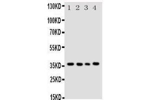Western Blotting (WB) image for anti-Budding Uninhibited By Benzimidazoles 3 Homolog (Yeast) (BUB3) (AA 76-90), (Middle Region) antibody (ABIN3044239)