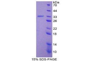 SDS-PAGE (SDS) image for Prostaglandin-Endoperoxide Synthase 1 (Prostaglandin G/H Synthase and Cyclooxygenase) (PTGS1) (AA 23-277) protein (His tag) (ABIN2126455)