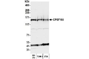 Western Blotting (WB) image for anti-Cleavage and Polyadenylation Specific Factor 1, 160kDa (CPSF1) (AA 1392-1442) antibody (ABIN7453881) (CPSF1 antibody  (AA 1392-1442))