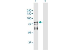 Western Blot analysis of PROS1 expression in transfected 293T cell line by PROS1 MaxPab polyclonal antibody. (PROS1 antibody  (AA 1-676))