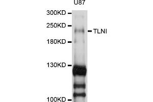 Western blot analysis of extracts of U-87MG cells, using TLN1 antibody (ABIN1875105) at 1:1000 dilution. (TLN1 antibody)