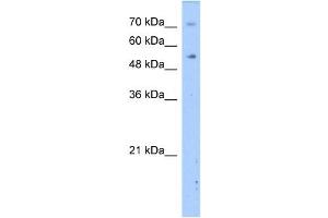DPYS antibody used at 2. (DPYS antibody  (N-Term))