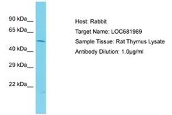 VIPAR antibody  (AA 101-150)