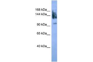 Western Blotting (WB) image for anti-Neural Cell Adhesion Molecule 1 (NCAM1) (C-Term) antibody (ABIN2788267)