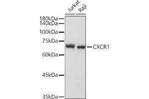 Western blot analysis of extracts of various cell lines, using CXCR1 antibody (ABIN7266317) at 1:1000 dilution. (CXCR1 antibody  (AA 250-350))